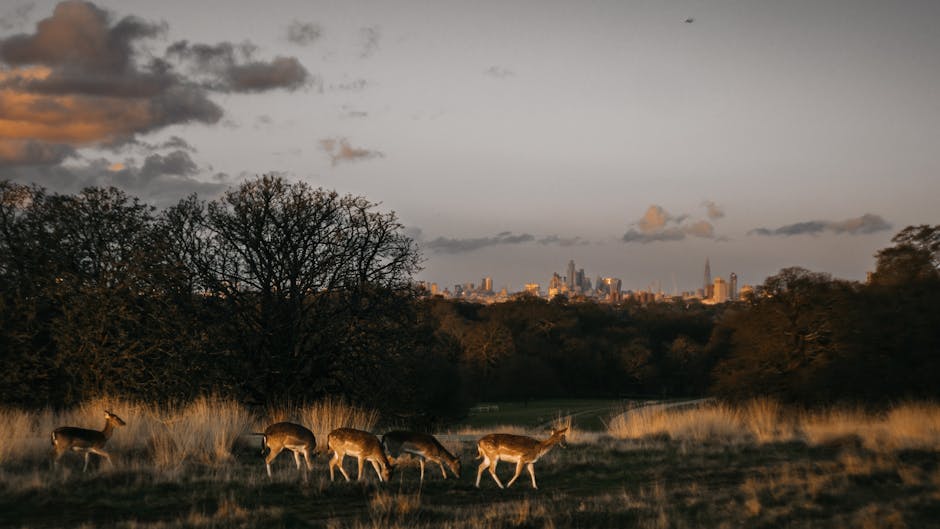 A natural outdoor scene featuring a group of five deer with brown and white coats grazing on a grassy area surrounded by sparse reeds. Behind the deer, there are several leafless trees with dark branches set against a sky with dark clouds and patches of light, indicating late afternoon or early evening. In the background, a distant city skyline with tall buildings illuminated by warm light is visible, contrasting with the natural foreground. The scene appears to be part of a home relocation or moving context, with the focus on the outdoor environment near Richmond Park, as detailed on the page about moving into TW10 homes near Richmond Park by Man with Van Petersham. The image captures the transition between natural and urban landscapes, suitable for supporting content related to house removals, transport, or packing processes in a suburban or park-adjacent setting.