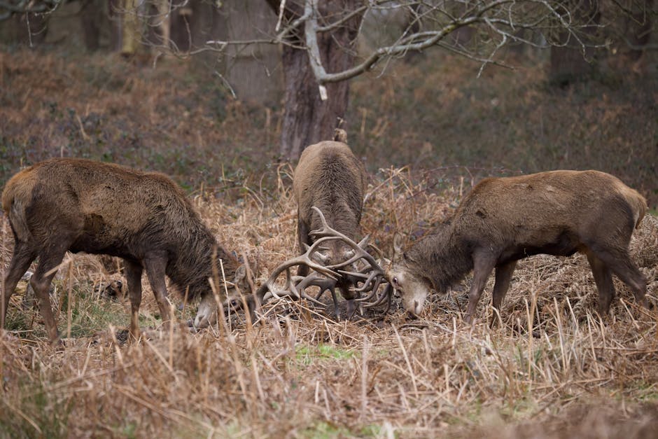 Three large deer with brown fur and antlers are positioned outdoors in a natural setting with dry grass, fallen leaves, and sparse vegetation. The deer in the center is facing downward towards the ground, while the two on the left and right are facing inward, towards the central deer, with their heads lowered as if engaged in a communal or social activity. A tall tree with bare branches stands in the background, with a slight incline indicating a woodland or park environment. The natural lighting appears overcast, casting soft shadows across the scene. This image captures the wildlife within a natural habitat, emphasizing the animals' antler-pulling behavior typical during mating season or social interactions. Although unrelated to house removals or moving services, the scene’s detailed depiction of animals and natural surroundings provides a clear and accurate visual of outdoor wildlife.