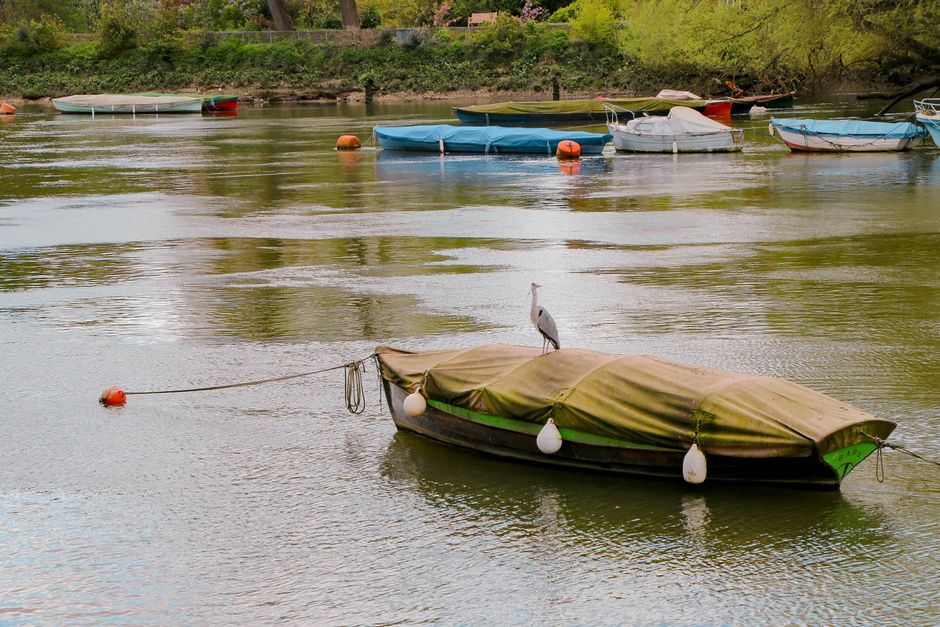 A small boat anchored on the River Thames near Petersham, with a large bird standing on its canopy cover. In the background, several other boats of various sizes and colours, covered with tarps and mo
